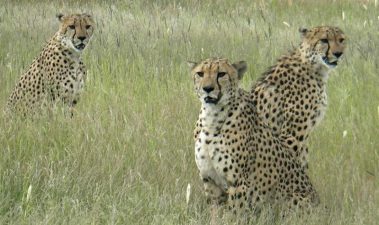 Badly Injured Cheetah Found On Abu Dhabi Streets